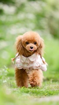 Teddy Teddy 51