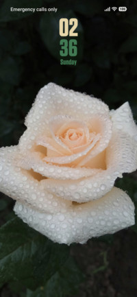 Rain Drops
