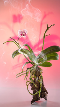 火焰的花朵-拍信图库