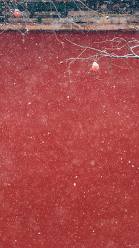 Winter snow reflects red persimmons