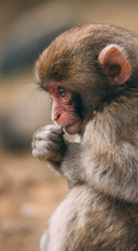 Cute Animals (36)