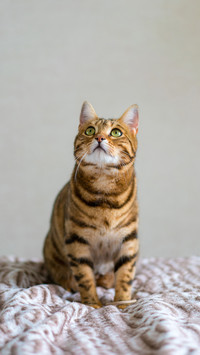 猫咪胡须有什么作用