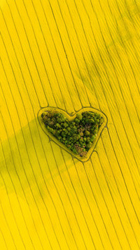 Inventory of nutritional value of rapeseed flowers