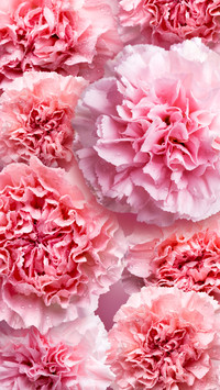 flowers-10