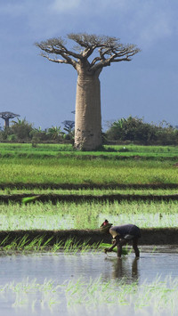 Why do Africans rarely grow food 78