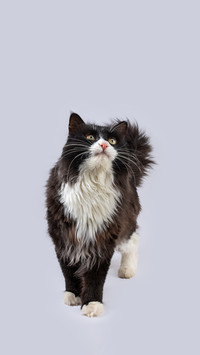 Cows and cats love to go crazy
