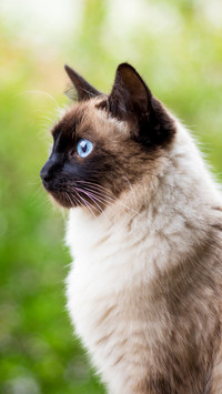 胡须是猫咪的感觉神器