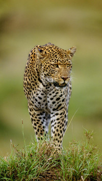 草原上的高冷贵族花豹