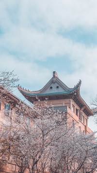盘点国内热门赏樱地