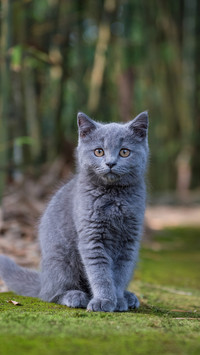 猫咪太胖真不是件好事