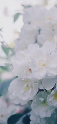花事