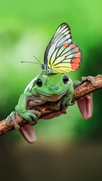 Colorful butterfly docks at the wooden tree frogs head