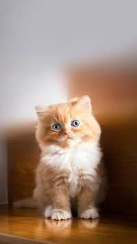 Cute little red kitten Persian Cat Siting on stairs at home