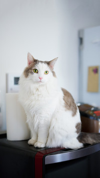 White cat sitting on top of kitchen appliance at home