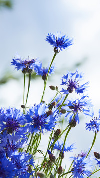 PAIXIN_Plant (2)