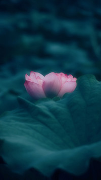 荷韵幽幽