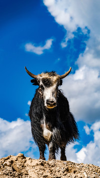 What is the lifelong fortune of the ox