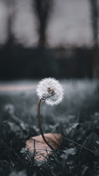 植物肖像
