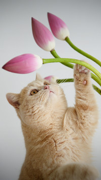 Cat hair changing performance 92