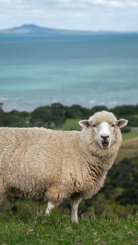 The sheep on the farm