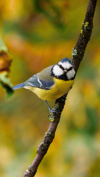 The german blue songfinch perches on the branches