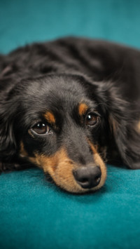 Cute Pups (6)