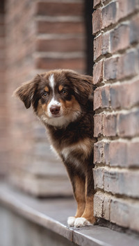 A cute miniature Australian Shepherd dog with yellow eyes