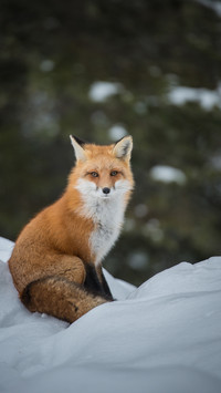 wild animal-03