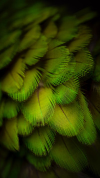 Macro  (16)