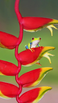 Redeyed tree frog agalychnis callydrias on lobster claw