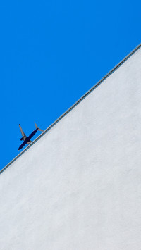 Silver Wings Soaring High in the Sky