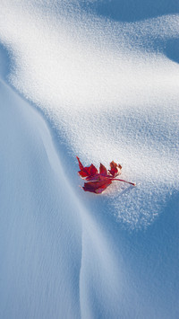 Maple leaves in the snow