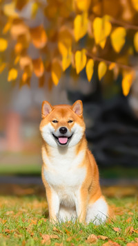 A Dog Breed Shiba Inu  Sitting Under A Birch Tree