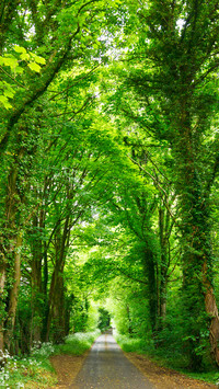 Forest Green Path