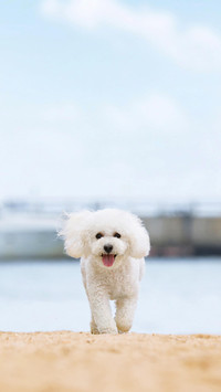 狗狗叫声的含义