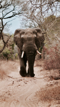 South Africa (1)