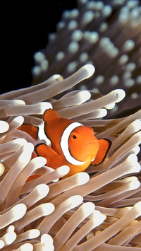 Clownfish