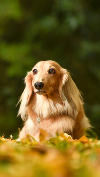 A miniature dachshund that recommends in nature