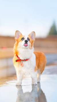 Pembroke Welsh Corgi outdoors