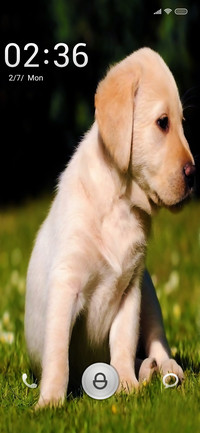 Puppy Ti