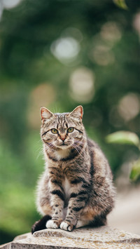 猫咪夜生活的秘密