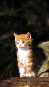 猫咪夜生活的秘密