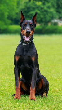十分凶猛的杜宾犬