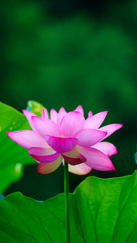 Lotus blooms in the morning