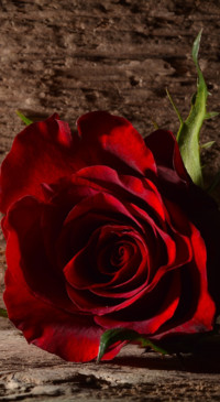 Red Roses (13)