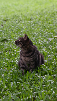 Cats are really good at pretending