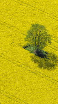 Aerial view of rapeseed fields in Germany