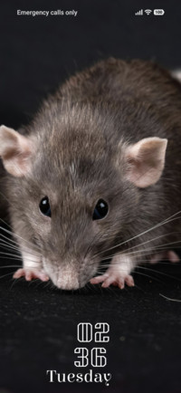 Dark Nibble