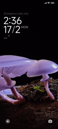 Mushroom Root