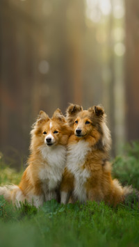 Two Red Sheltie Dogs in the Green Forest